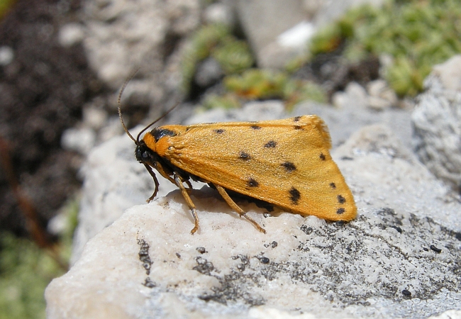 Farfalle dal Gran Sasso